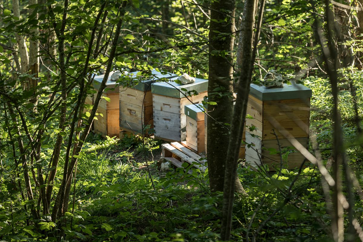 Des ruches dans un sous bois